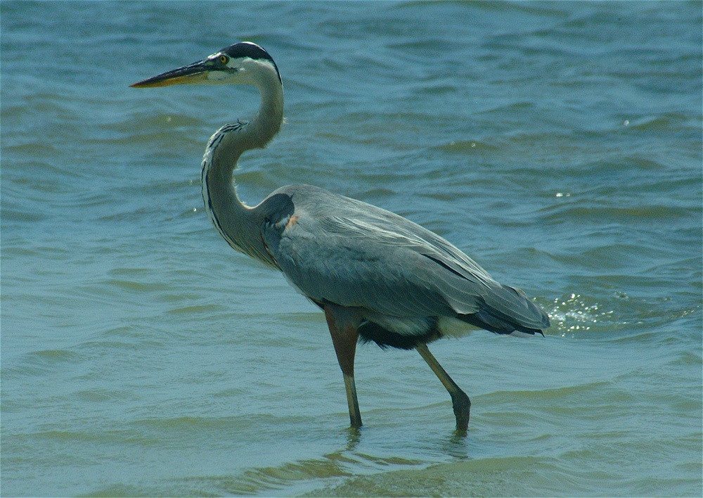 (30) Dscf5295 (great blue heron).jpg   (1000x708)   277 Kb                                    Click to display next picture